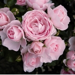 Hans Gonewein Rose (Ханс Геневайн Роуз)